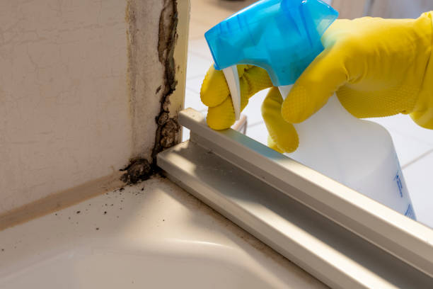 Professional Mold Removal in Priceville, AL