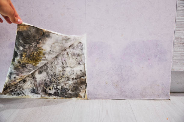 Best Attic Mold Removal  in Priceville, AL